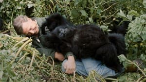 Una historia de gorilas contada por David Attenborough — foto 4
