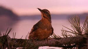 Twin Peaks — foto 4