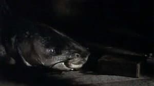 The Amphibian — foto 1