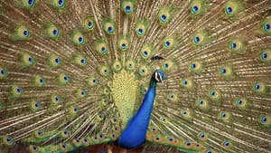 Crazy Creatures — foto 1
