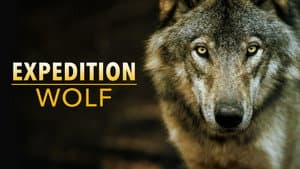 BBC Earth - Expedition Wolf — foto 1