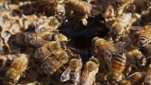 1. Abogados, armas y abejas