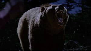 Grizzly Night — foto 6