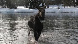America's Greatest Animals — foto 4