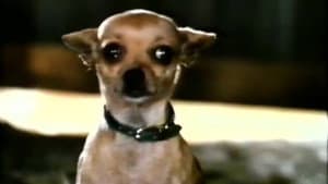 Pablo and the Dancing Chihuahua — foto 3
