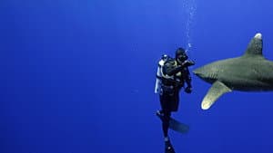 World's Most Dangerous Shark? — foto 4