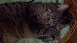 Kater — foto 5