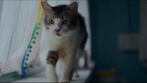 Max, Min and Meowzaki — foto 2