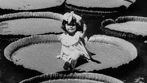 Victória Régia — foto 1
