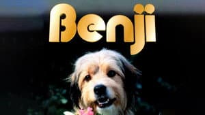 Benji — foto 5