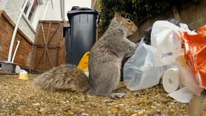 Nature's Boldest Thieves — foto 1