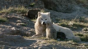 White Wolves: Ghosts of the Arctic — foto 1