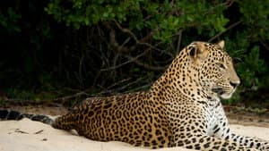 Wild Sri Lanka — foto 1