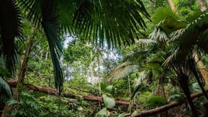 Secret Life of the Rainforest — foto 3