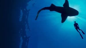 Shark with Steve Backshall — foto 9