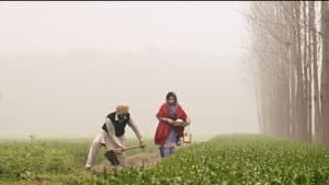 ਬਾਜਰੇ ਦਾ ਸਿੱਟਾ — foto 3