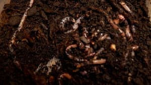 Worms — foto 5