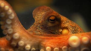 The Life & Times of Paul the Psychic Octopus — foto 1