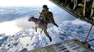 SEAL Dog — foto 1