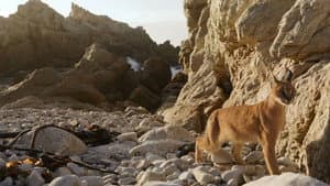 Caracal: La Société du chat solitaire — foto 2