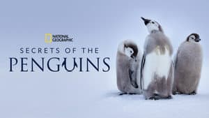 Secretos de los pingüinos — foto 11