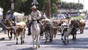 Las Aventuras de Bailey: Una Noche en Cowtown — foto 1