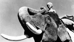 Elephant Boy — foto 1