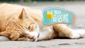 他和她的喵店长 — foto 1