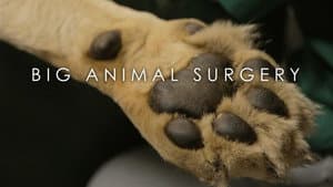 Big Animal Surgery — foto 2