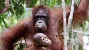 Orang-Utans - Borneos Waldmenschen — foto 2