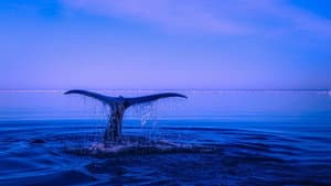 Whale Patrol — foto 1