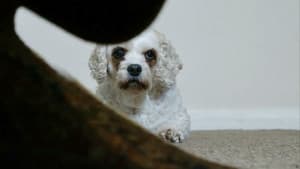 Dog Noise — foto 1