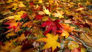 Otoño