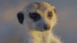 Africa's Wild Year — foto 3