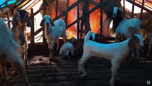 Animal Farm — foto 2