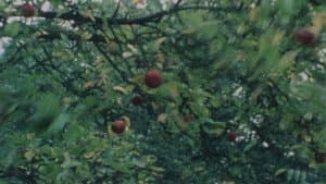 Apfelernte — foto 1
