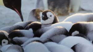 Animales Bebés — foto 2