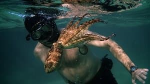 Mi maestro el pulpo — foto 2