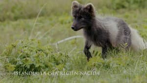 Iceland, the newborn island — foto 1