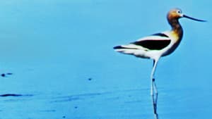 Water Birds — foto 2