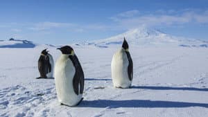 Antarctica: A Year on Ice — foto 3