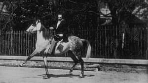 Cheval de haute école, II — foto 1
