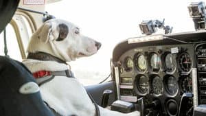 Dogs Might Fly — foto 2