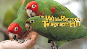 The Wild Parrots of Telegraph Hill — foto 11