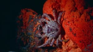 Undercurrents — foto 1