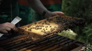 Bee-Kept — foto 1