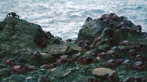 Island of the Hungry Ghosts — foto 4