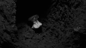 Pig Earth — foto 1