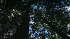 Burned: Are Trees the New Coal? — foto 1