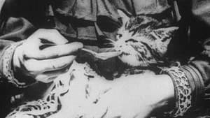 The Sick Kitten — foto 1